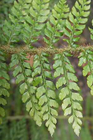 Polystichum setiferum \ Borstiger Schildfarn, S Botan. Gar.  Universit.  Uppsala 28.8.2010