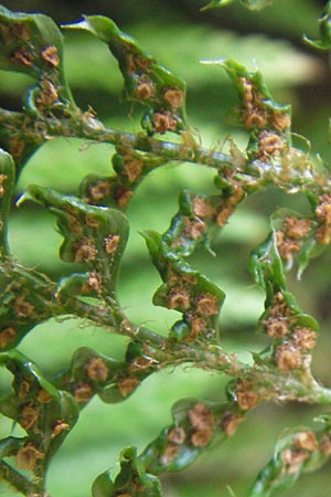 Polystichum setiferum / Soft Shield Fern, S Botan. Gar.  Universit.  Uppsala 28.8.2010