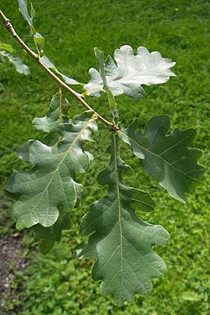 Quercus pubescens \ Flaum-Eiche / White Oak, S Botan. Gar.  Universit.  Uppsala 28.8.2010