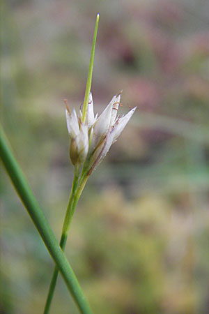 Rhynchospora alba / White Beak Sedge, S Norra Kvill 11.8.2009