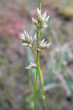 Rhynchospora alba / White Beak Sedge, S Norra Kvill 11.8.2009