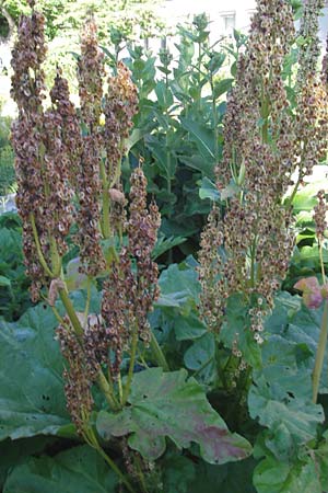 Rheum rhabarbarum \ Rhabarber / Rhubarb, S Västers 29.6.2011