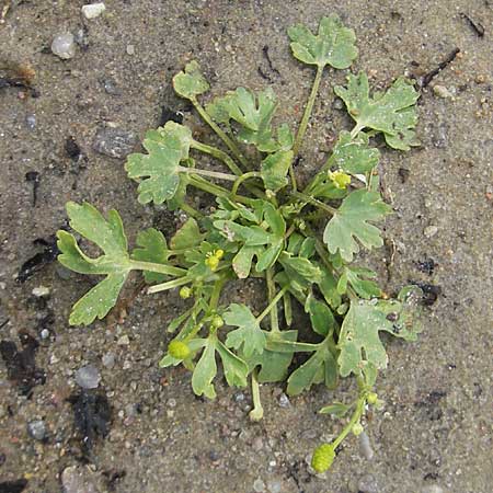 Ranunculus sceleratus \ Gift-Hahnenfu / Celery-Leaved Buttercup, S Torekov 3.8.2010