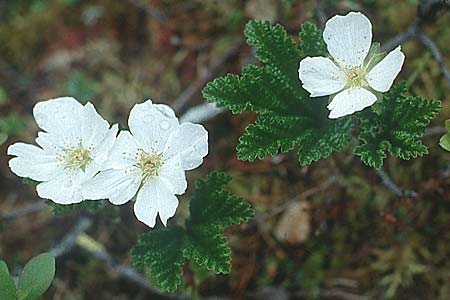 Rubus chamaemorus \ Molte-Beere, S Muddus National-Park 17.6.1995