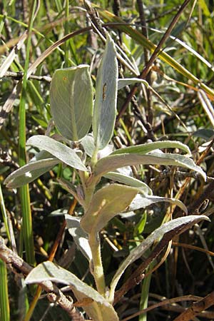 Salix repens subsp. arenaria \ Sand-Weide / Creeping Willow, S Öland, Stora Alvaret, Möckel Mossen 8.8.2009