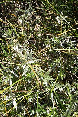 Salix repens subsp. arenaria / Creeping Willow, S Öland, Stora Alvaret, Möckel Mossen 8.8.2009