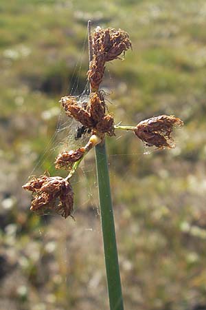 Schoenoplectus tabernaemontani \ Tabernaemontanus' Flechtbinse, Salz-Teichsimse, S Öland, Skärlöv 8.8.2009