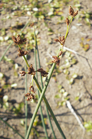 Schoenoplectus tabernaemontani \ Tabernaemontanus' Flechtbinse, Salz-Teichsimse / Grey Club-Rush, S Öland, Skärlöv 8.8.2009