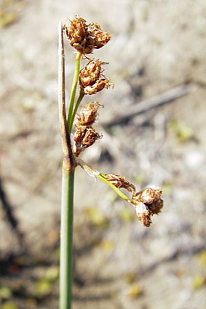 Schoenoplectus tabernaemontani \ Tabernaemontanus' Flechtbinse, Salz-Teichsimse / Grey Club-Rush, S Öland, Skärlöv 8.8.2009