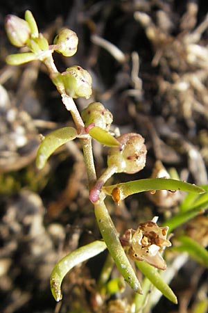 Sagina procumbens / Procumbent Pearlwort, S Öland, Trollskogen 9.8.2009