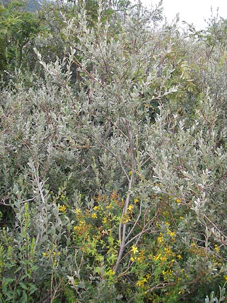 Salix glauca \ Seidenhaarige Weide, Blaugrne Weide / Greyleaf Willow, S Fjärs Bräcka 5.8.2010