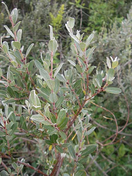 Salix glauca \ Seidenhaarige Weide, Blaugrne Weide / Greyleaf Willow, S Fjärs Bräcka 5.8.2010