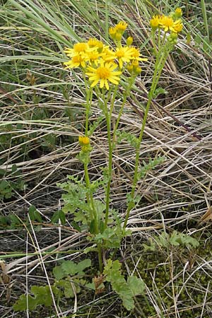 Senecio aquaticus \ Wasser-Greiskraut, S Halmstad 14.8.2010