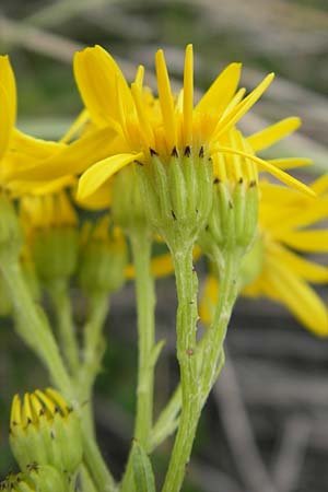 Senecio aquaticus \ Wasser-Greiskraut / Marsh Ragwort, S Halmstad 14.8.2010