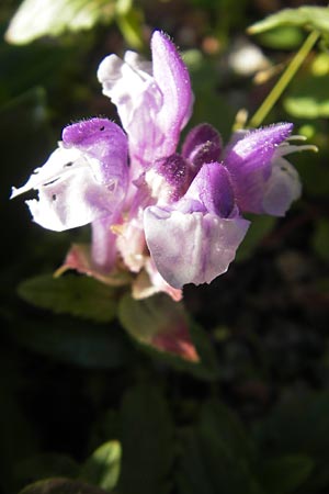 Scutellaria alpina / Alpine Skullcap, S Västers 29.6.2011