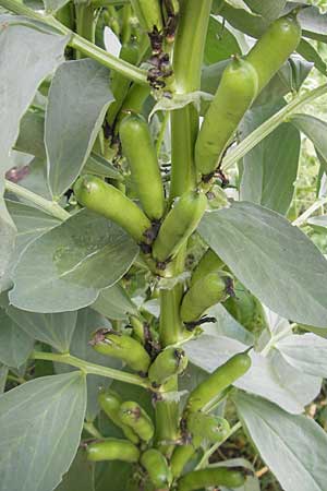 Vicia faba \ Sau-Bohne, Acker-Bohne / Broad Bean, Field Bean, S Helsingborg 2.8.2010