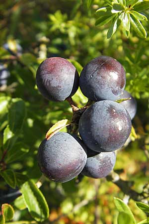 Prunus spinosa / Sloe, Blackthorn, S Öland, Stora Alvaret, Möckel Mossen 8.8.2009