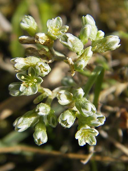 Scleranthus perennis / Perennial Knawel, S Varberg 4.8.2010