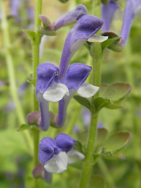 Scutellaria altissima \ Hohes Helmkraut / Tall Skullcap, S Botan. Gar.  Universit.  Uppsala 28.8.2010