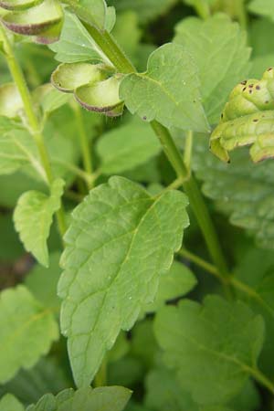 Scutellaria altissima / Tall Skullcap, S Botan. Gar.  Universit.  Uppsala 28.8.2010