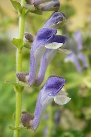 Scutellaria altissima \ Hohes Helmkraut / Tall Skullcap, S Botan. Gar.  Universit.  Uppsala 28.8.2010