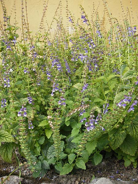 Scutellaria altissima \ Hohes Helmkraut, S Botan. Gar.  Universit.  Uppsala 28.8.2010