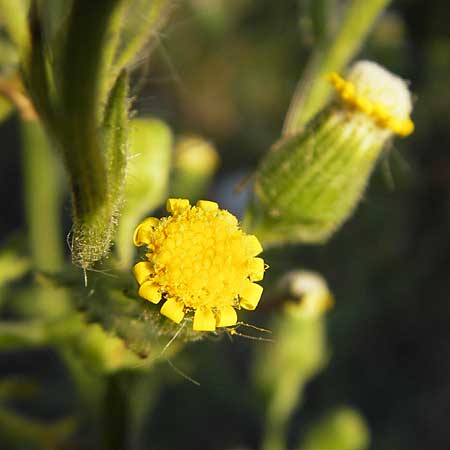 Senecio viscosus \ Klebriges Greiskraut / Sticky Groundsel, S Öland, Ottenby 8.8.2009