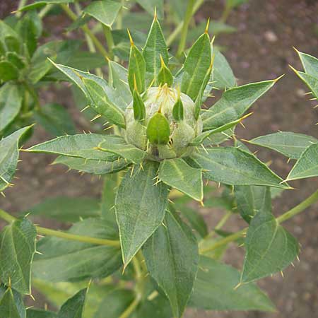 Carthamus tinctorius \ Frberdistel, Saflor / Safflower, S Helsingborg 2.8.2010