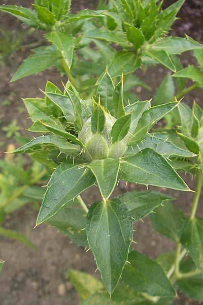 Carthamus tinctorius / Safflower, S Helsingborg 2.8.2010