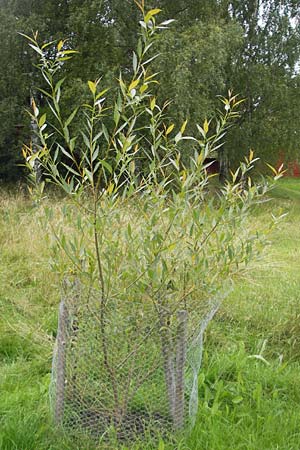 Salix fragilis / Crack Willow, S Västers 29.8.2010