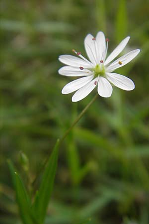 Stellaria graminea \ Gras-Sternmiere, S Vänersborg 12.8.2010