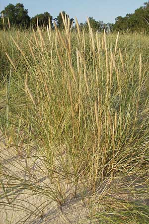 Calamagrostis arenaria \ Strand-Hafer, S Ystad 5.8.2009