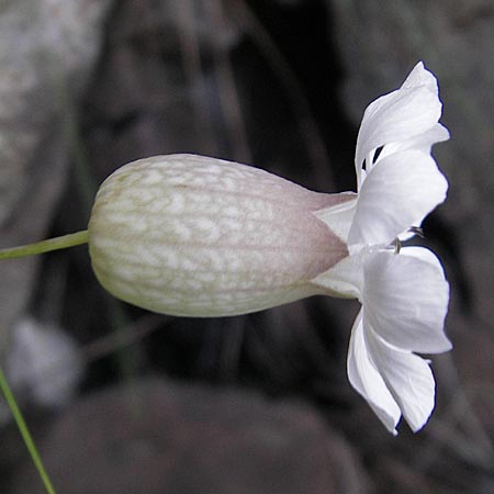 Silene uniflora / Sea Campion, S Kullaberg 13.8.2009