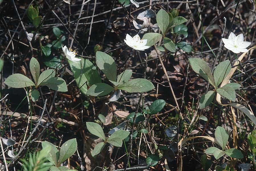 Lysimachia borealis \ Europischer Siebenstern / Starflower, Chickweed Wintergreen, S Jokkmokk 18.6.1995
