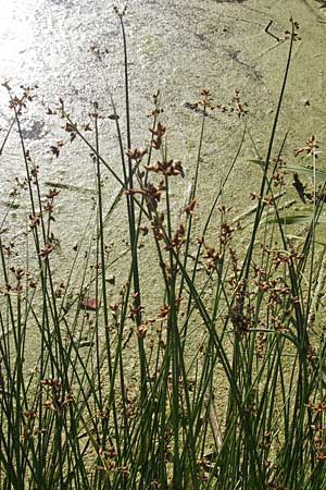 Schoenoplectus lacustris / Common Club-Rush, S Glimmingehus 6.8.2009