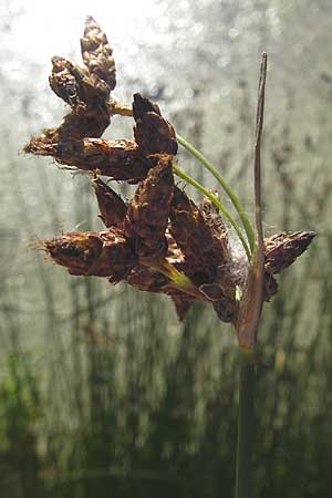 Schoenoplectus lacustris \ Gewhnliche Teichsimse, Grne Seebinse, S Glimmingehus 6.8.2009