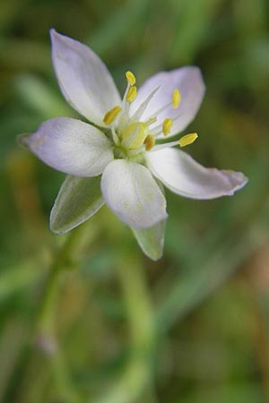 Spergularia media \ Flgelsamige Schuppenmiere / Greater Sea Spurrey, S Torekov 3.8.2010