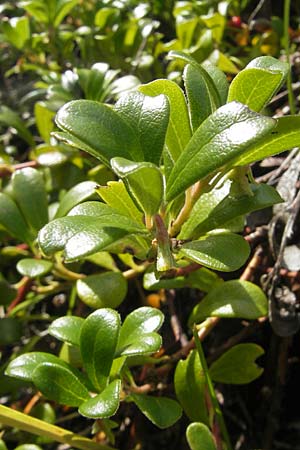 Salix myrsinites \ Glanz-Weide / Whortle-Leaved Willow, S Botan. Gar.  Universit.  Uppsala 28.8.2010