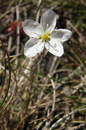 Sagina nodosa \ Knotiges Mastkraut / Knotted Pearlwort, S Öland, Stora Alvaret, Möckel Mossen 8.8.2009