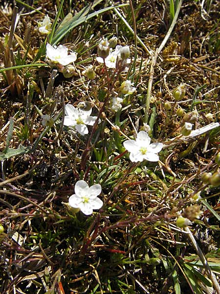 Sagina nodosa \ Knotiges Mastkraut / Knotted Pearlwort, S Öland, Stora Alvaret, Möckel Mossen 8.8.2009