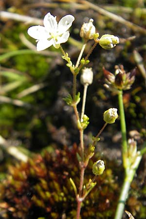 Sagina nodosa \ Knotiges Mastkraut / Knotted Pearlwort, S Bovallstrand, Valön 10.8.2010