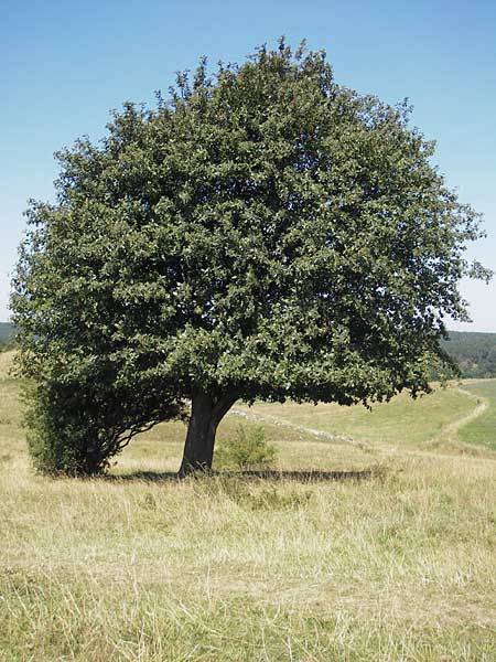 Sorbus intermedia / Swedish Whitebeam, S Simrishamn, Brösarp 7.8.2009