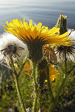 Sonchus palustris \ Sumpf-Gnsedistel, S Öland, Färjestaden 7.8.2009