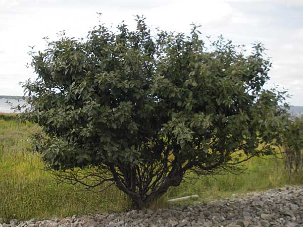 Sorbus intermedia \ Schwedische Mehlbeere, Bastard-Mehlbeere / Swedish Whitebeam, S Torekov 3.8.2010