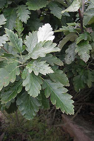 Sorbus intermedia \ Schwedische Mehlbeere, Bastard-Mehlbeere, S Torekov 3.8.2010