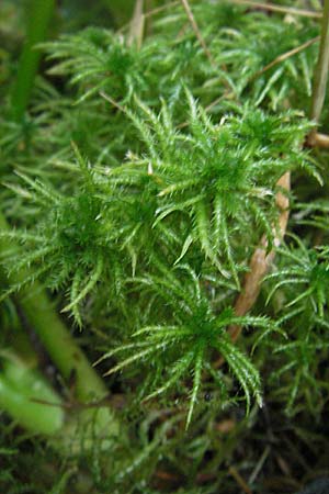 Sphagnum squarrosum \ Sparriges Torfmoos, S Norra Kvill 11.8.2009