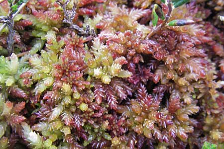 Sphagnum magellanicum \ Mittleres Torfmoos / Midway Sphagnum, S Store Mosse 12.8.2009