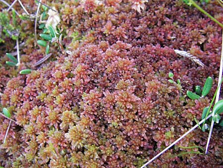 Sphagnum magellanicum \ Mittleres Torfmoos / Midway Sphagnum, S Store Mosse 12.8.2009