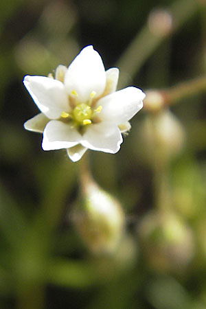 Spergula arvensis \ Acker-Sprgel / Corn Spurrey, S Kullaberg 13.8.2009