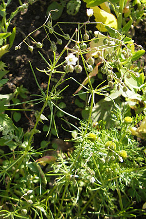 Spergula arvensis \ Acker-Sprgel / Corn Spurrey, S Kullaberg 13.8.2009